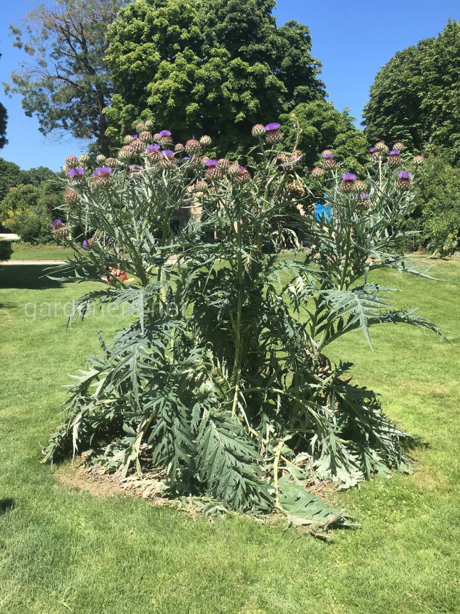 Артишок в огороде