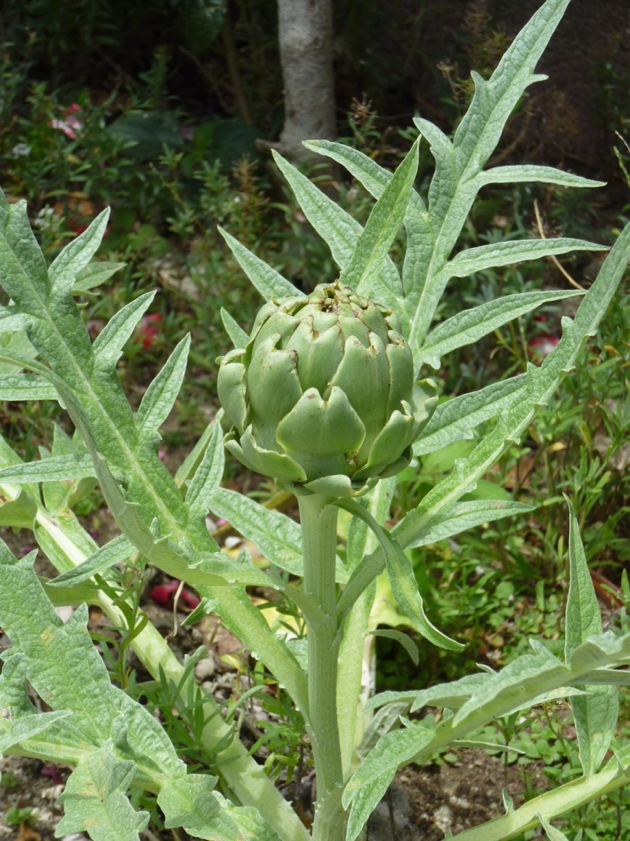 Артишок посевной ГФ Размеры его