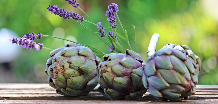 Артишок турецкий