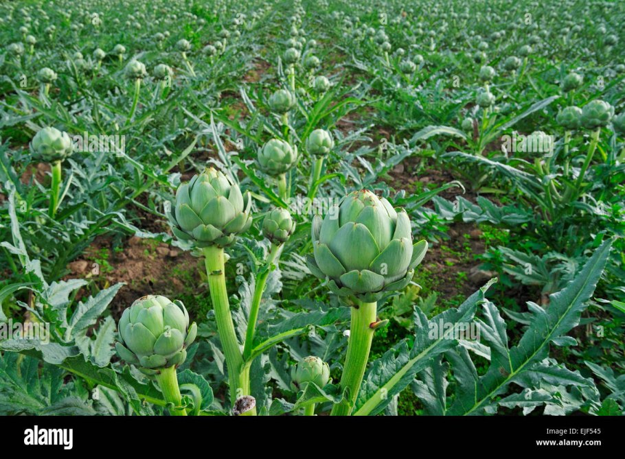Artichoke cultivation