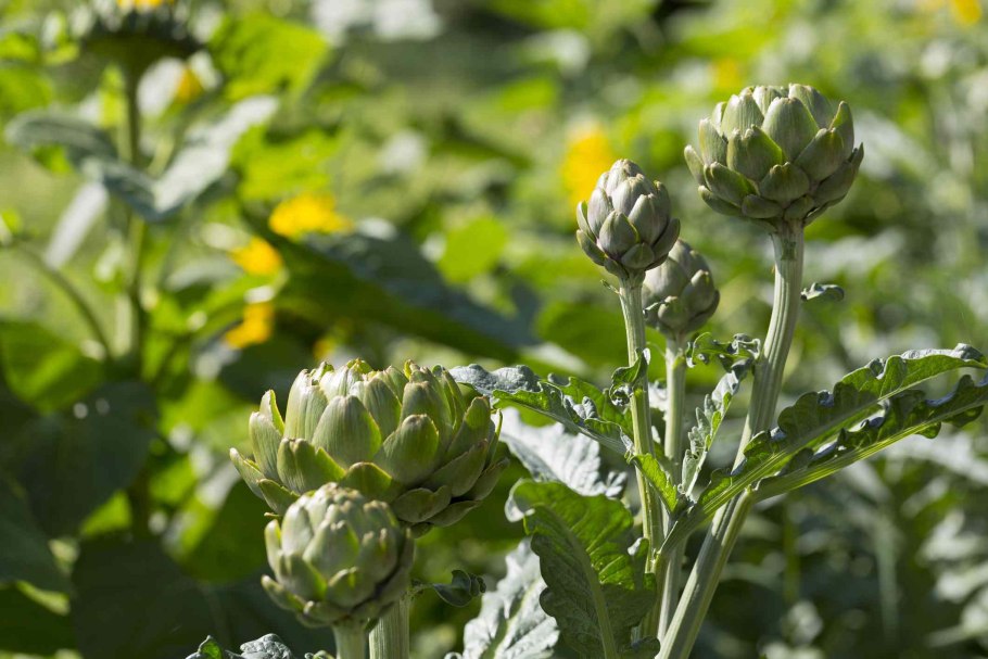 Стебель артишока цветет