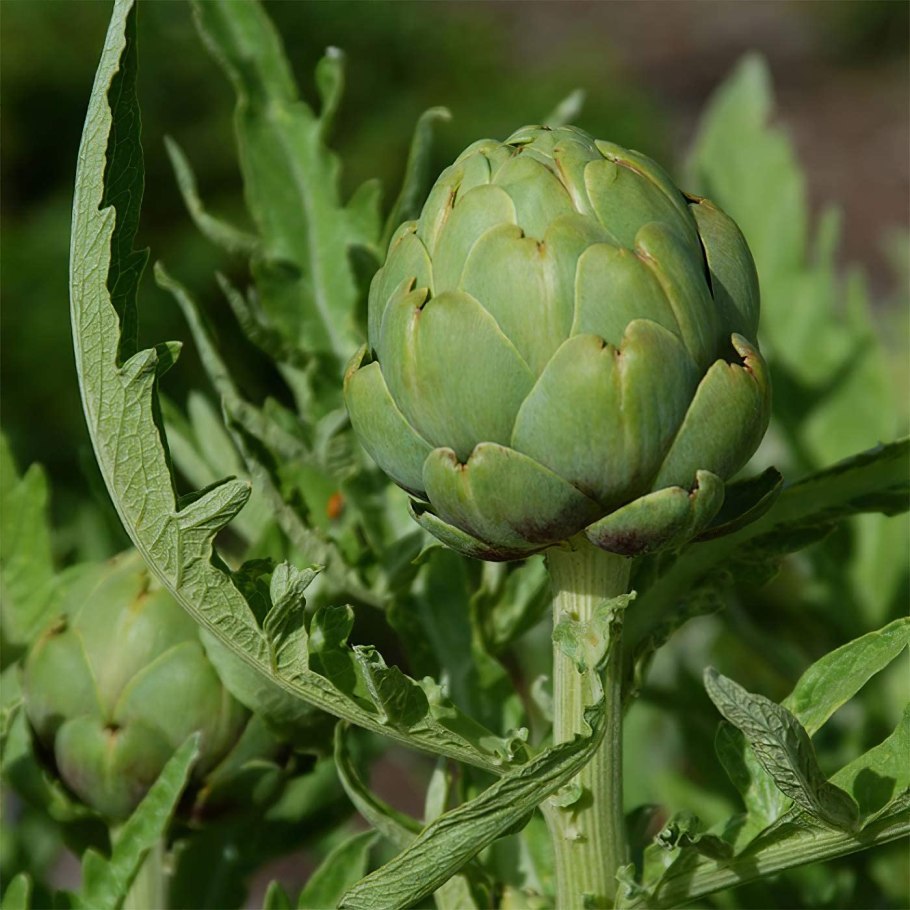 Семена артишок Султан