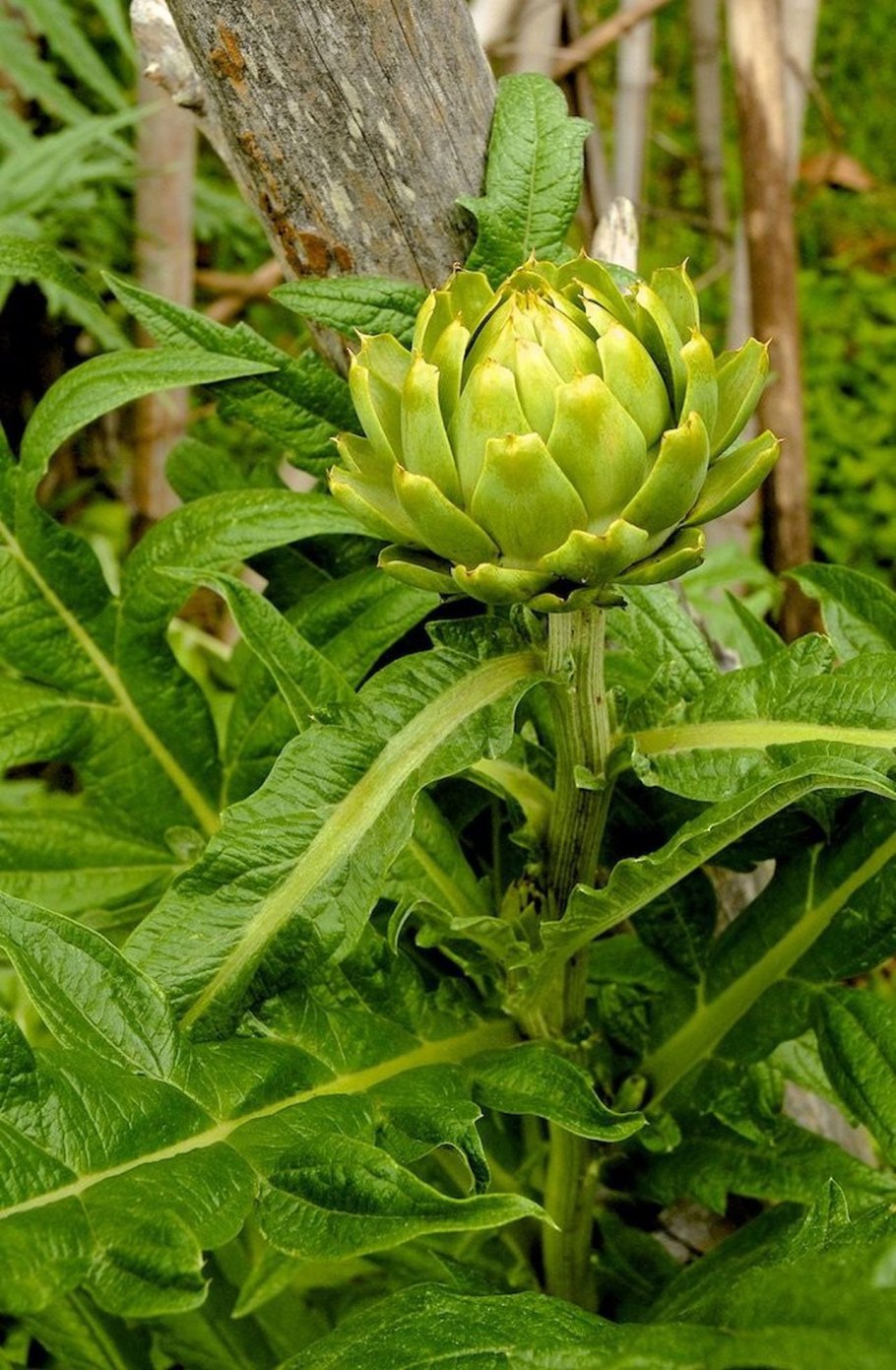 Ботаника акварель артишок