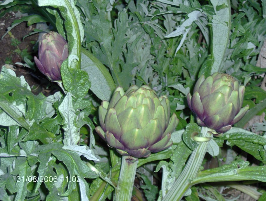 Артишок сорта