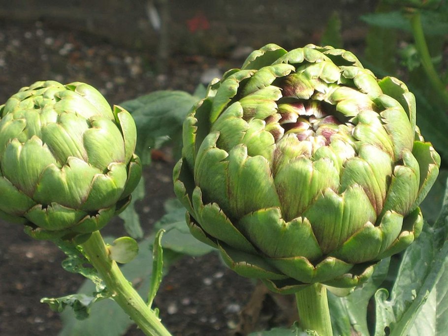 Артишок Султан