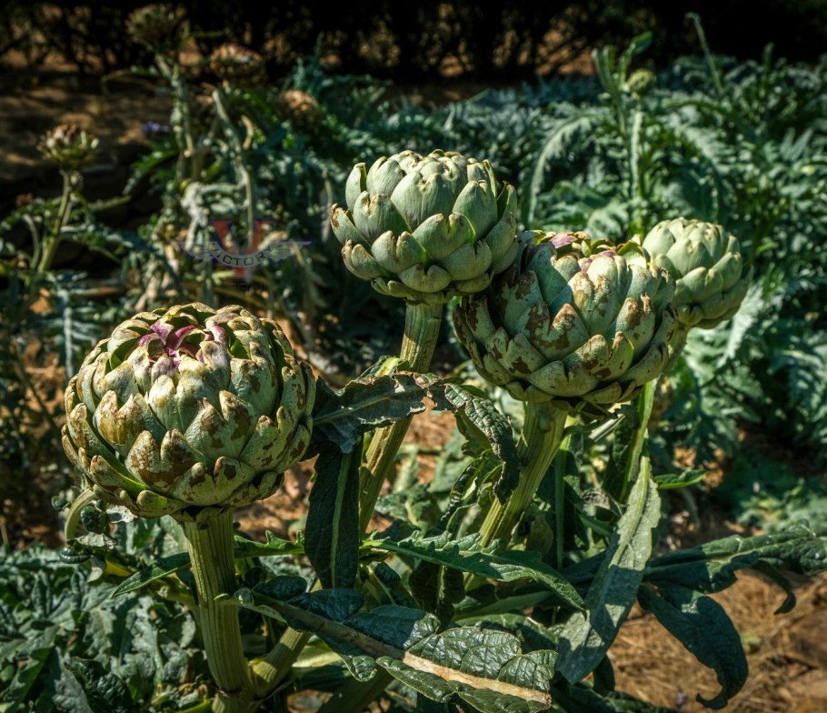 Артишок посевной гербарий