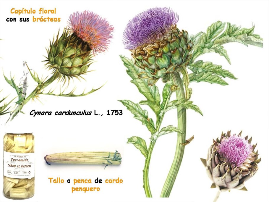 Cynara cardunculus
