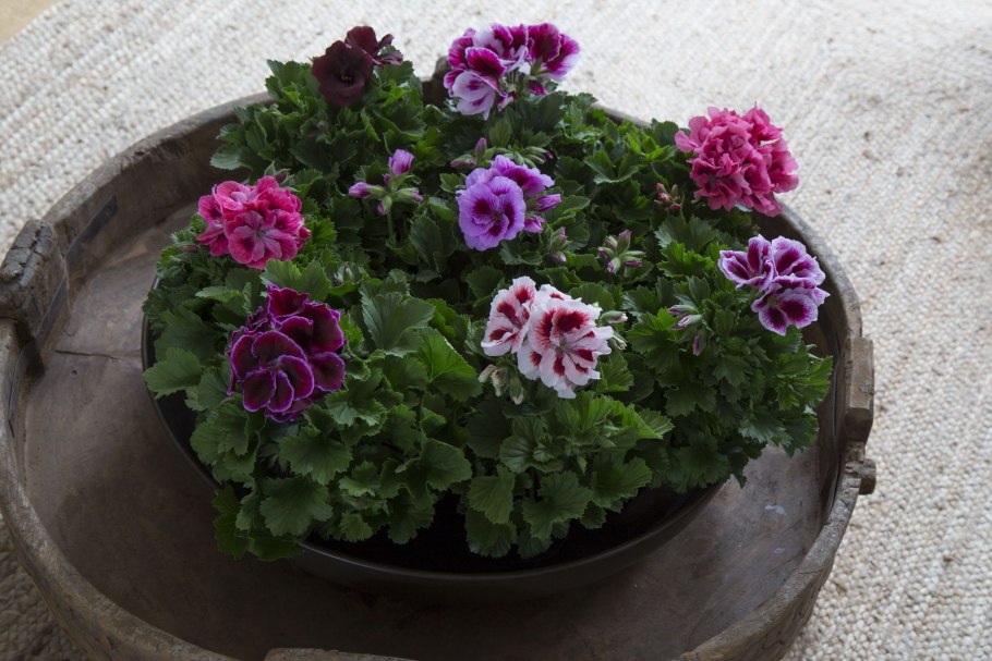 Delightful пеларгония