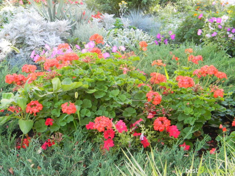 Герань в палисаднике