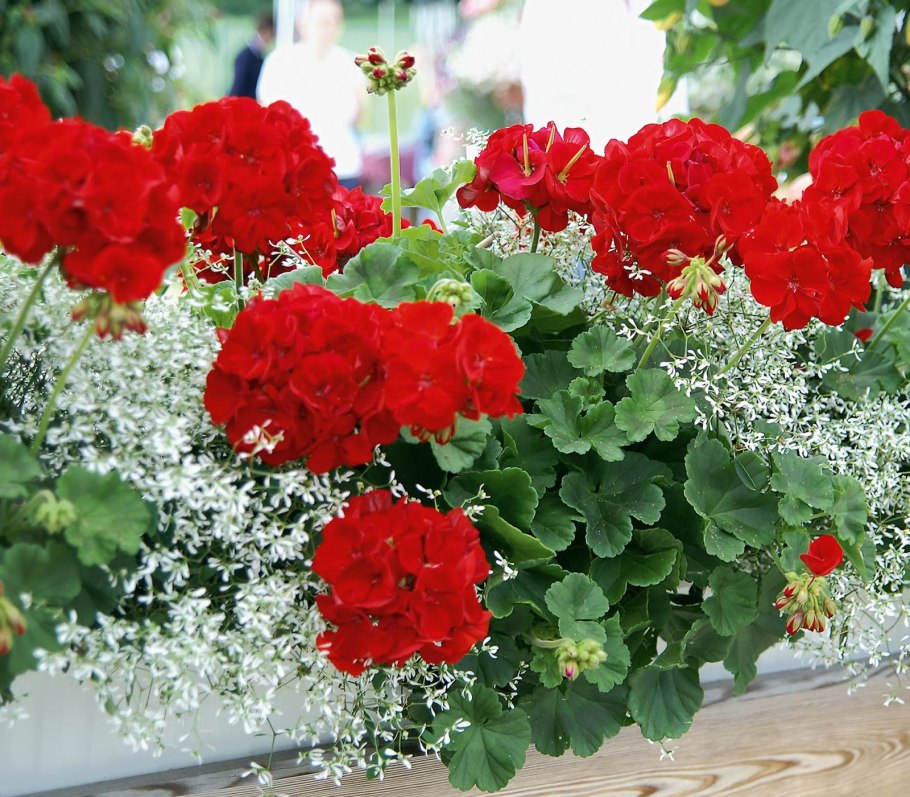 Пеларгония зональная на улице