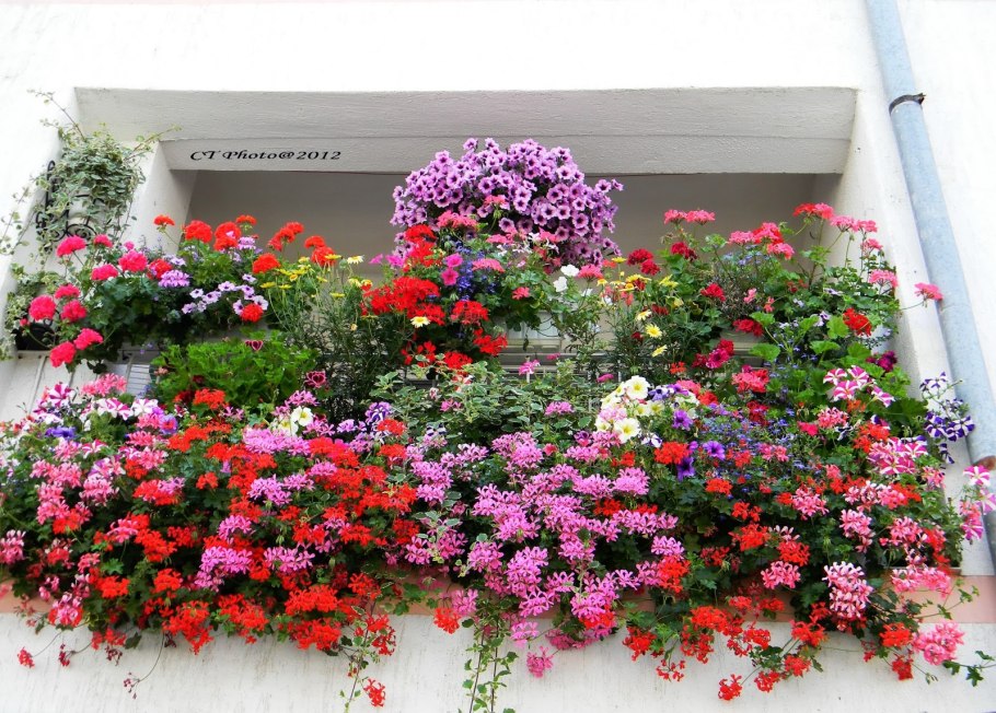 Пеларгония на клумбе