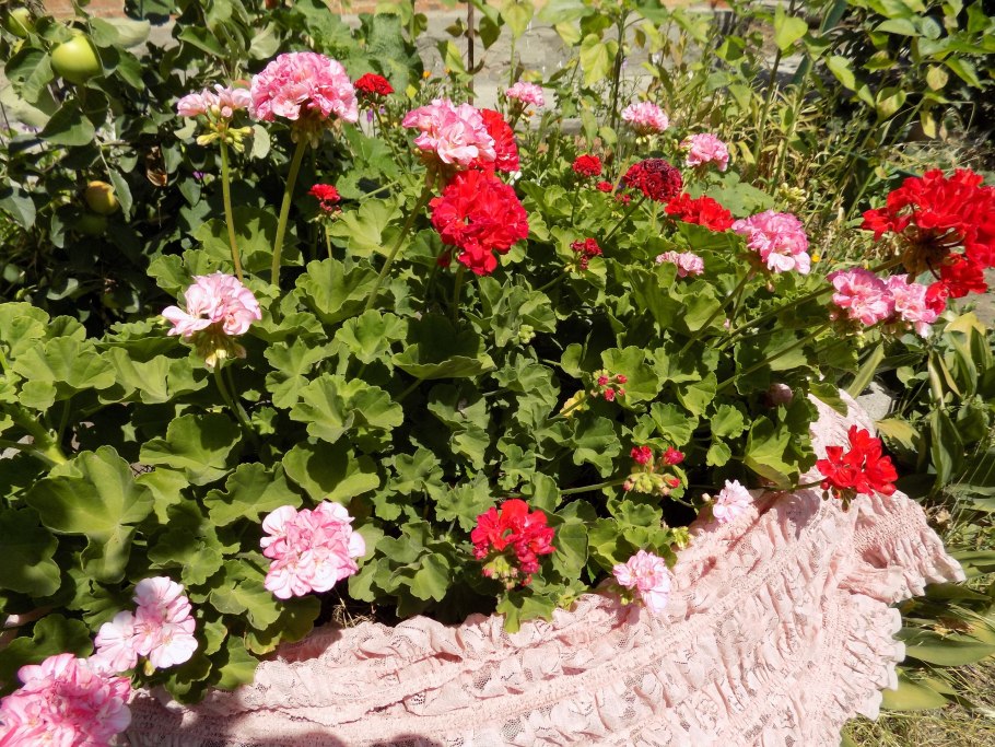 Пеларгония на грядке