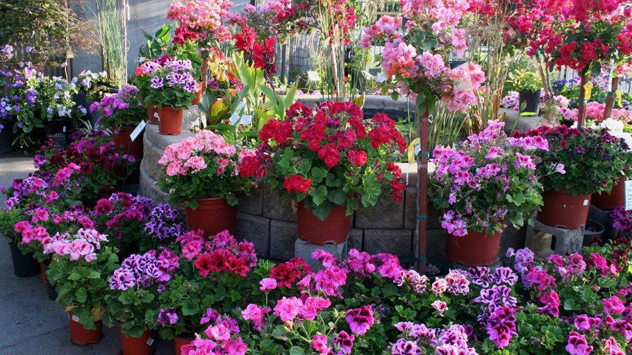 Клумбы с геранью на даче