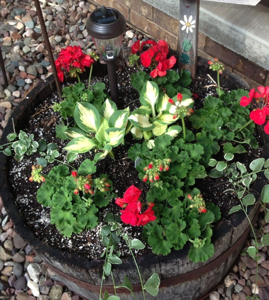 Пеларгония в цветнике