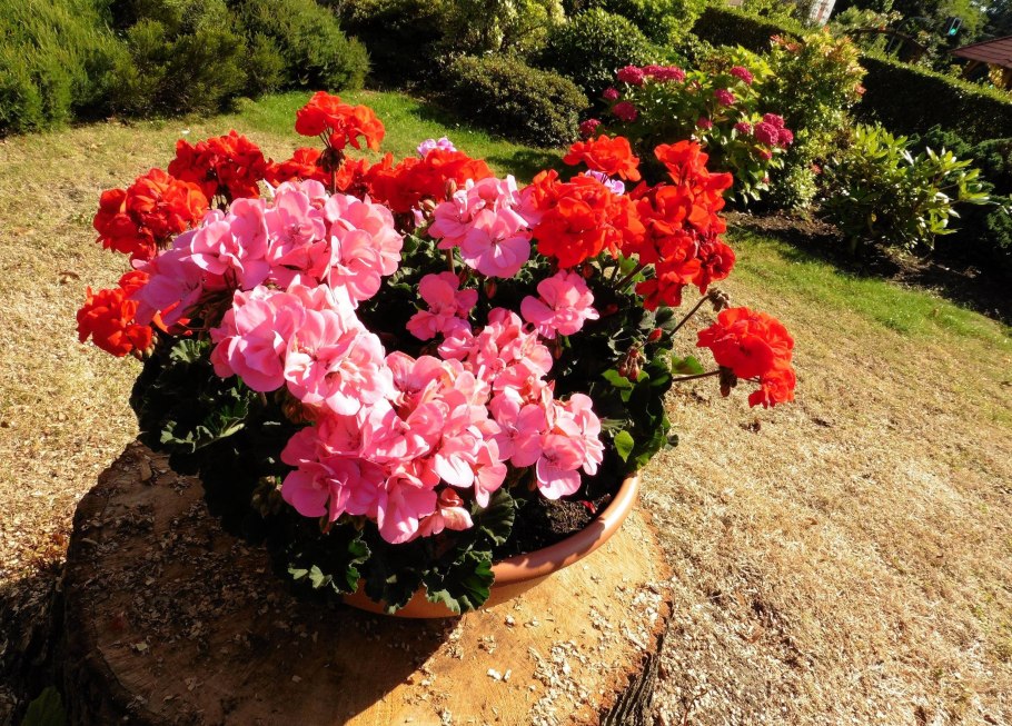 Пеларгония зональная в цветнике