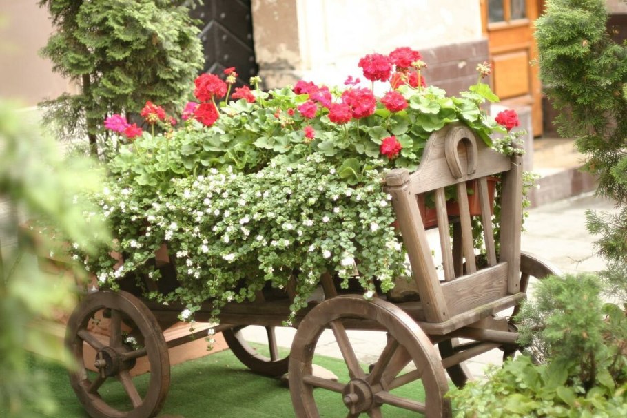 Клумба мультифлора колеус лобелия