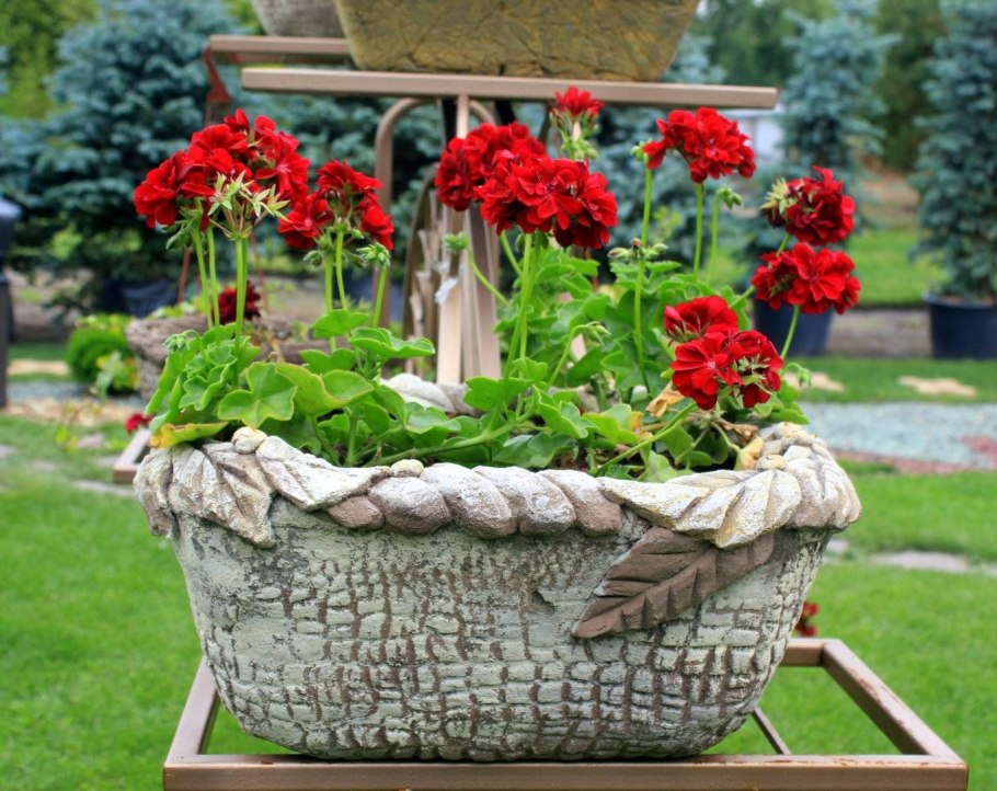 Герань кашпо в кашпо