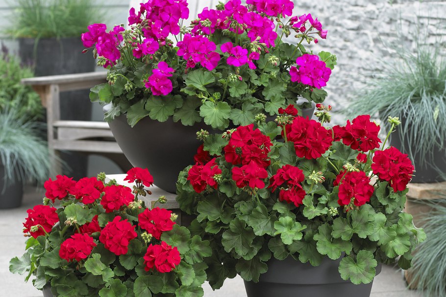 Герань бордюрная