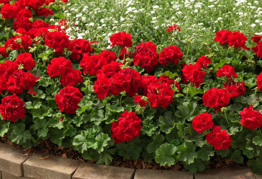 Пеларгония Садовая