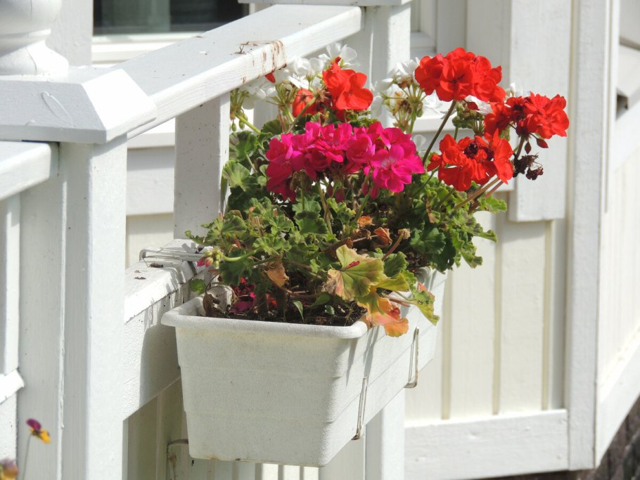 Пеларгония плющелистная ампельная композиции