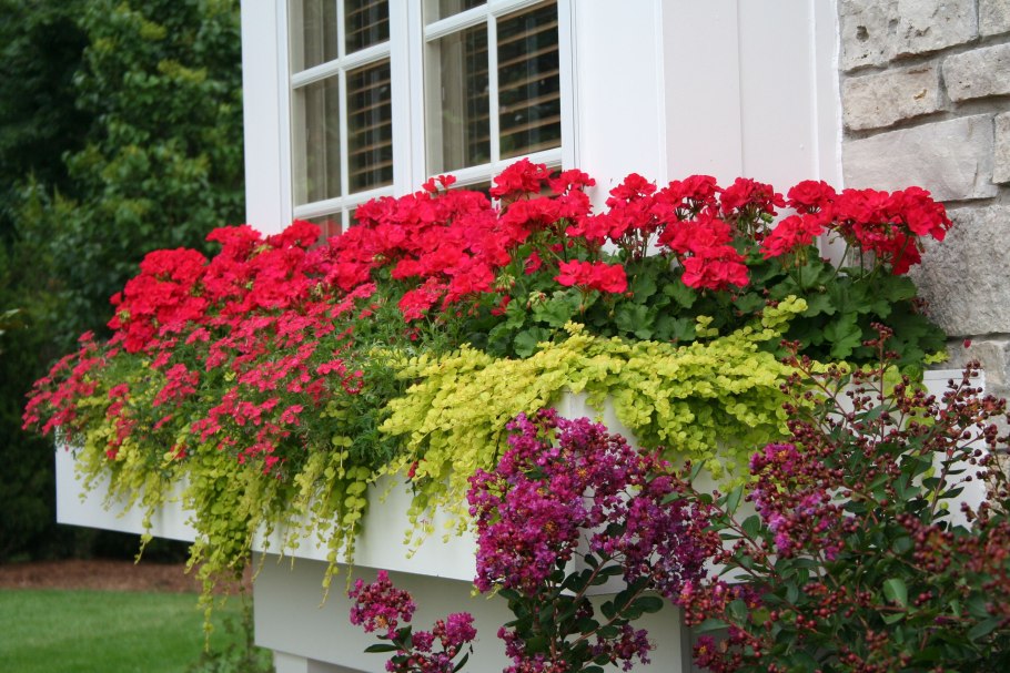 Пеларгония в вазонах