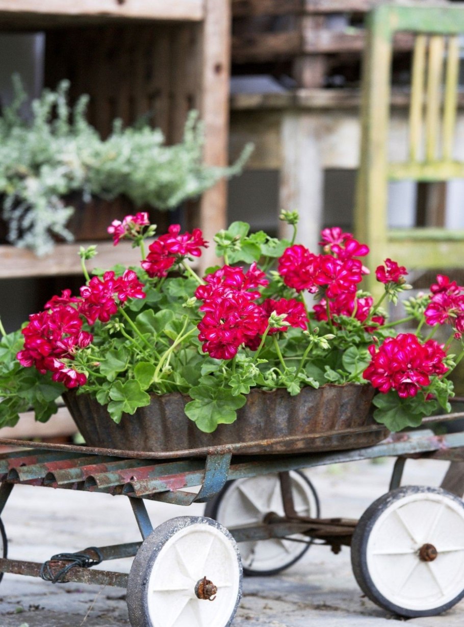 Пеларгония плющелистная балкон ред