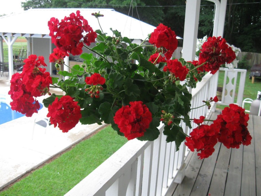 Герань Иран оранжерея