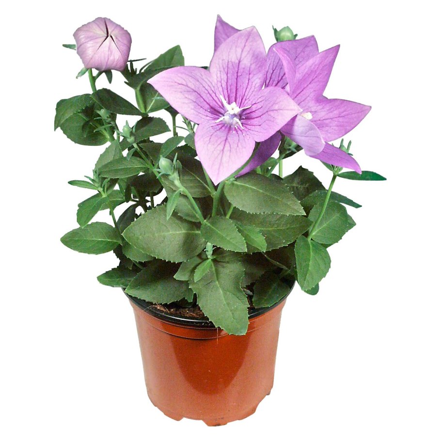 Платикодон Астра Пинк