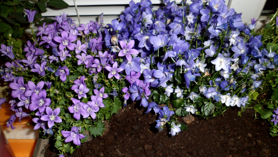 Кампанула гет ми сиреневая