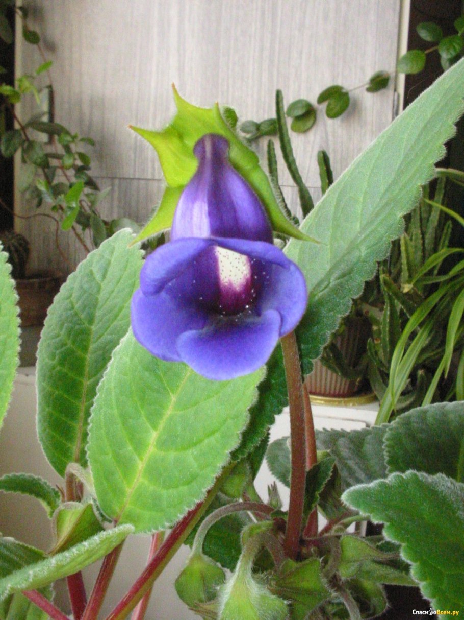 Цветок глоксиния