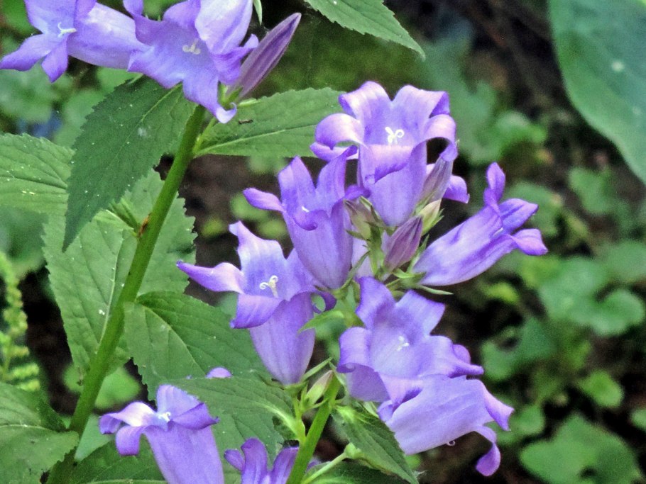 Кампанула листья