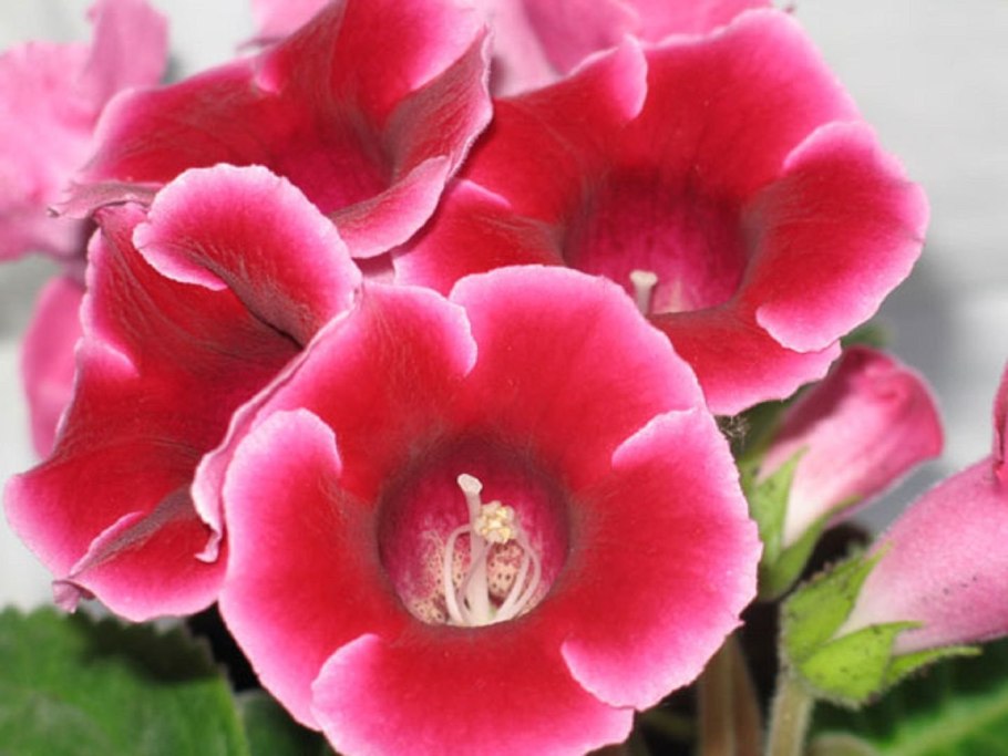 Комнатный цветок колокольчик глоксиния