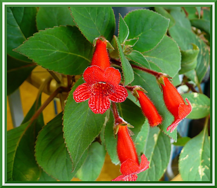 Колерия боготская