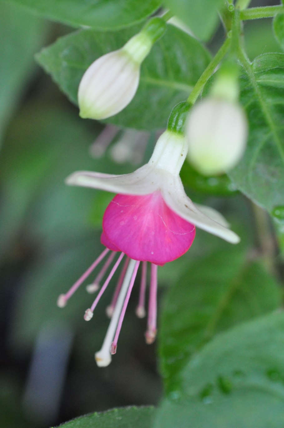 Фуксия Zonnedauw