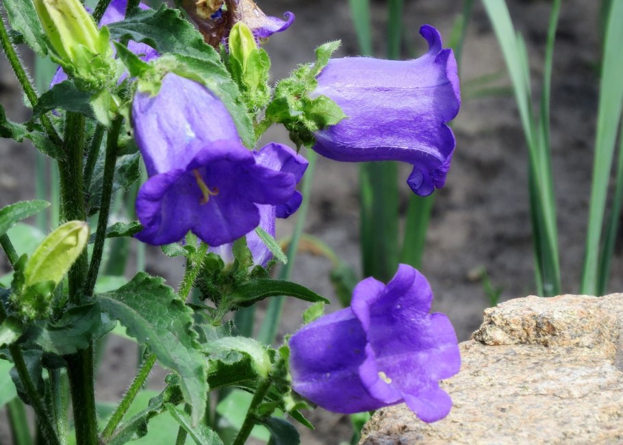 Пиренейский колокольчик