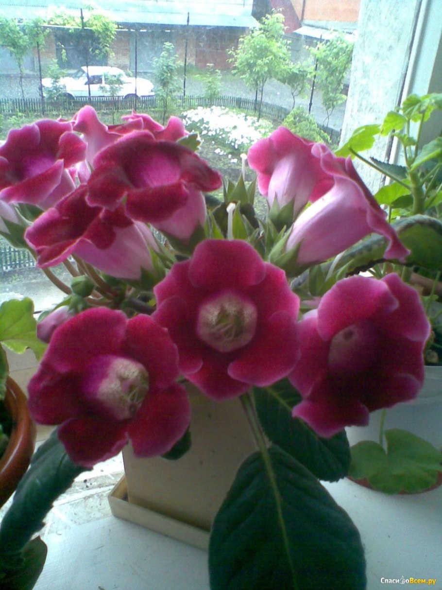 Колокольчик домашний цветок глоксиния