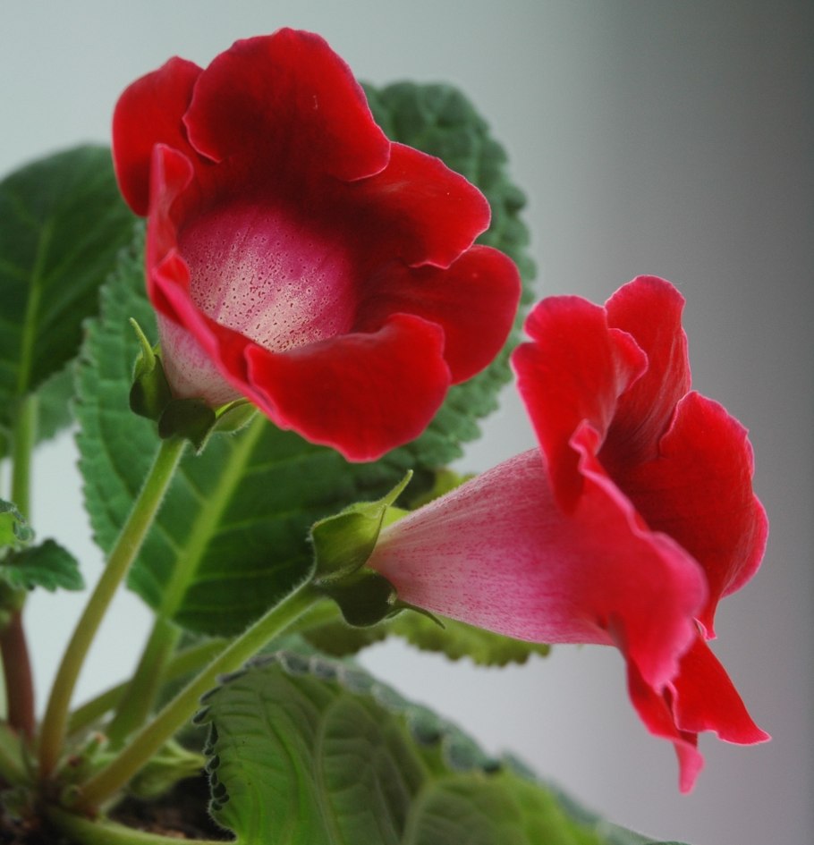 Цветок глоксиния