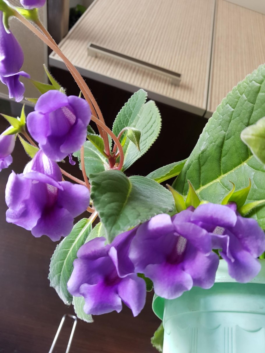 Глоксиния синяя колокольчик