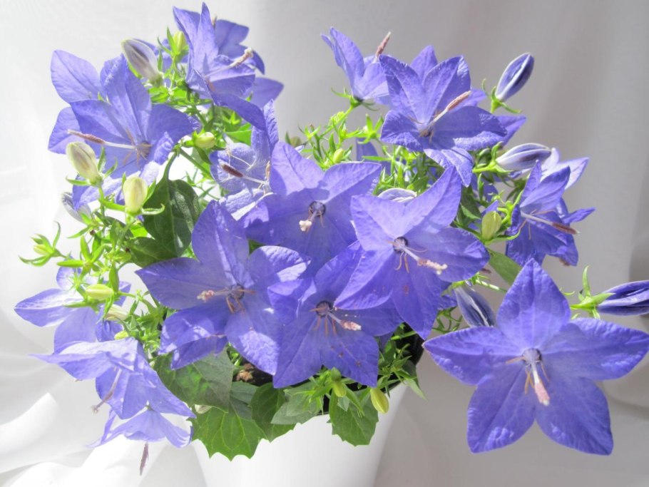 Кампанула Блауранка