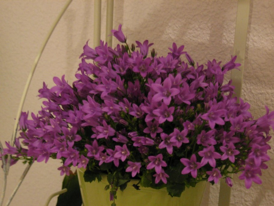 Декоративные растения для дома колокольчик