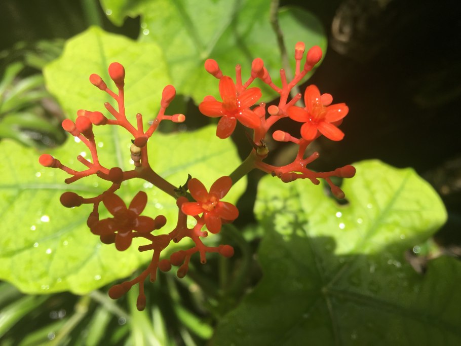 Женьшень соцветие