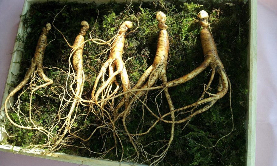 Женьшень Дальневосточный корень