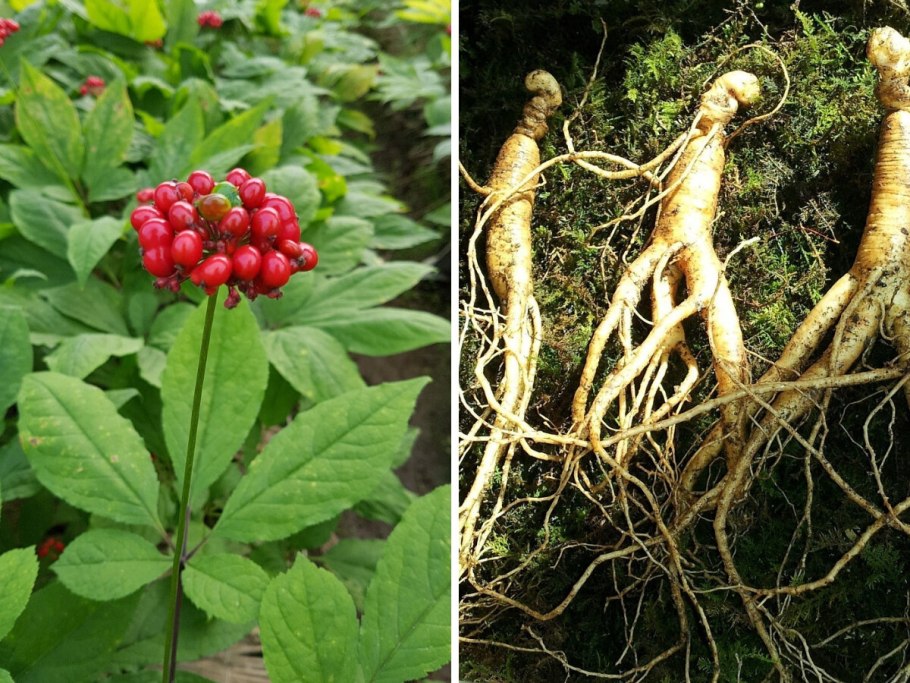 Женьшень Дальневосточный корень