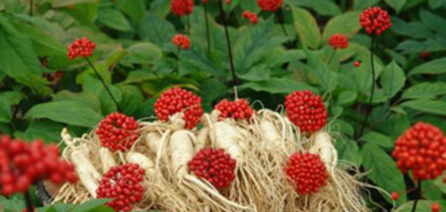 Уссурийский заповедник женьшень