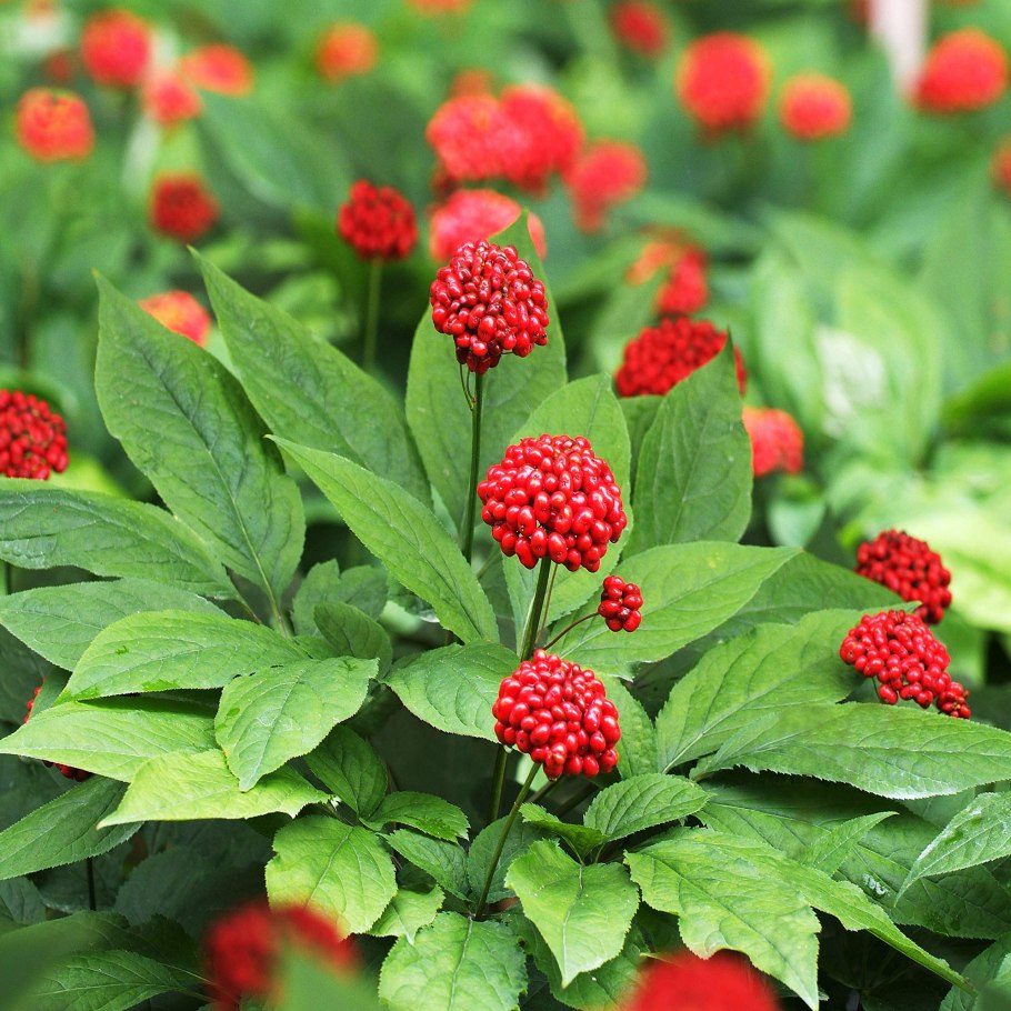 Женьшень Панакс