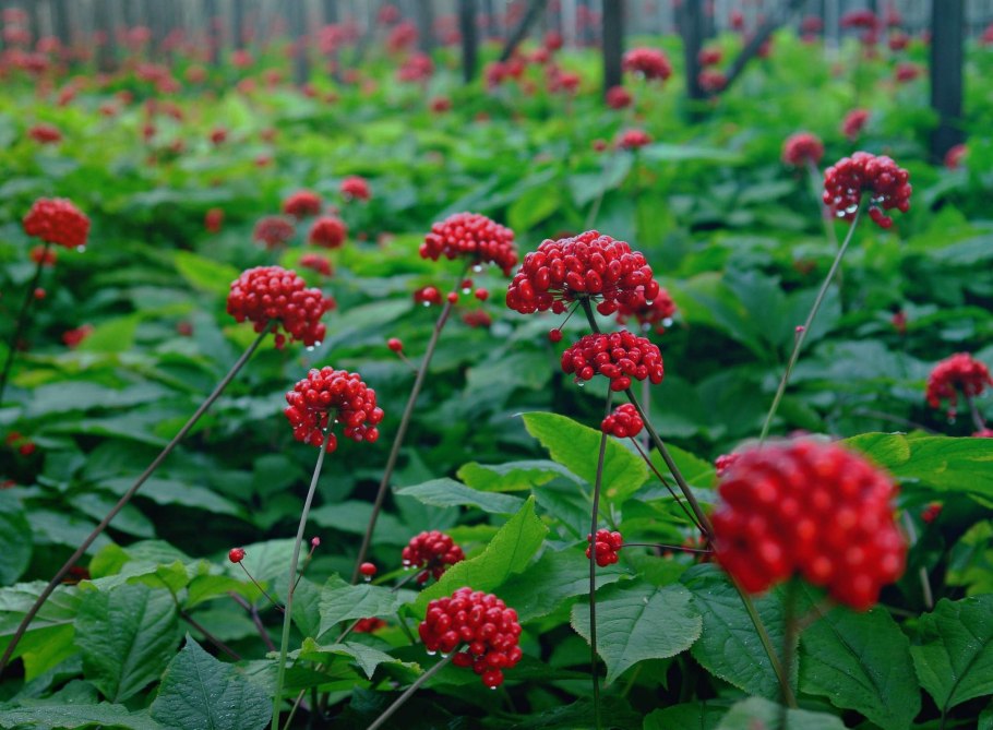 Женьшень Дальневосточный