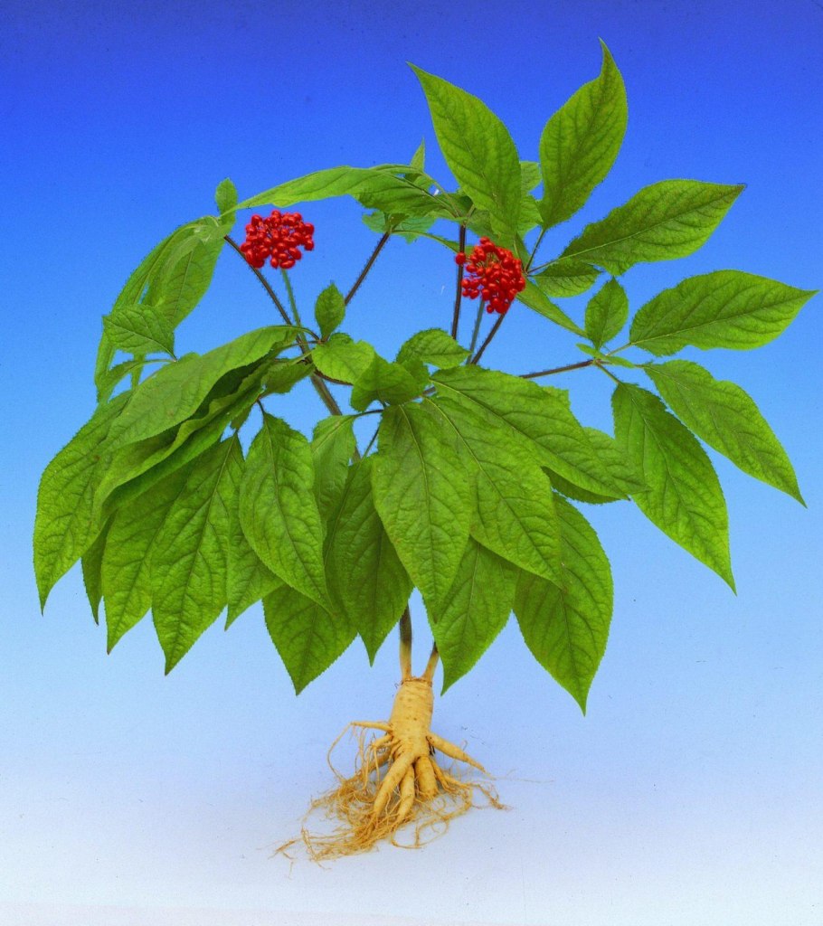 Женьшень Дальневосточный