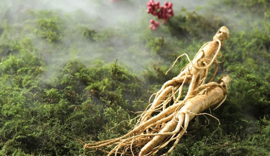 Женьшень Чанбайшаньский