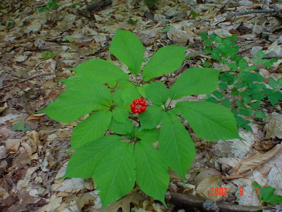 Panax quinquefolius