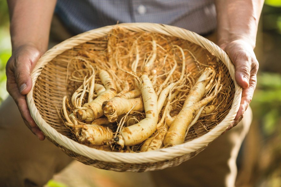 Женьшень Южная Корея